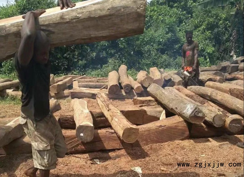 尼日利亞刺猬紫檀