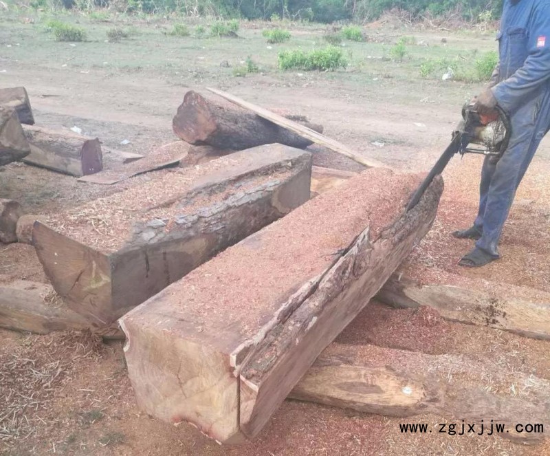 尼日利亞刺猬紫檀4