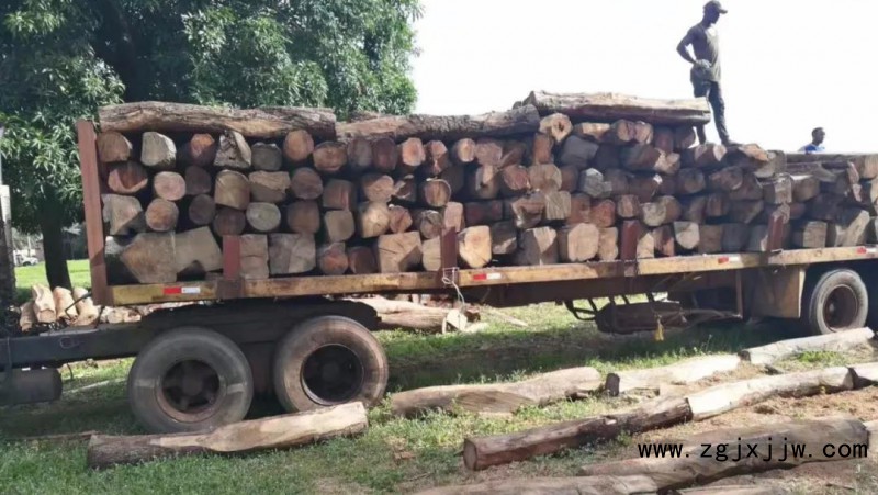 尼日利亞刺猬紫檀3